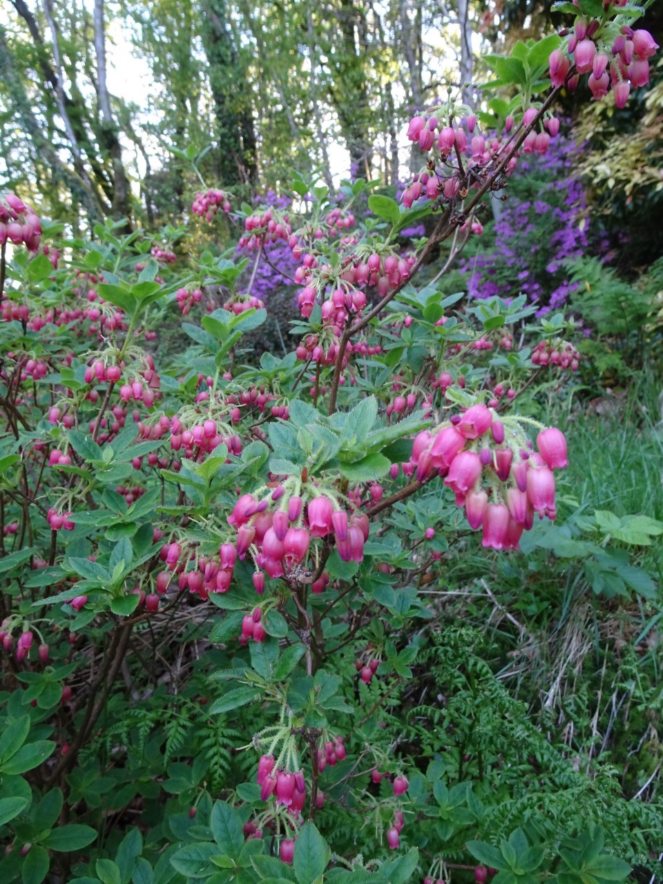 'Shepherd's Delight' (formerly Menziesia)